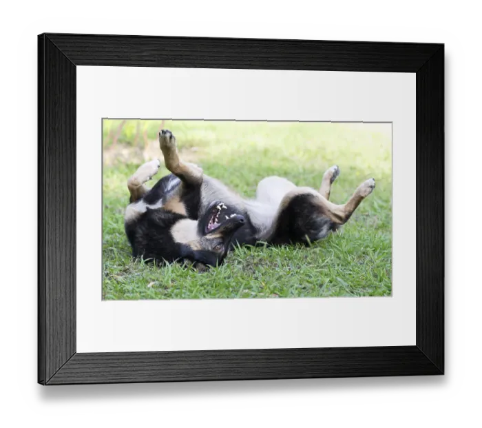 Framed Print : Dog lying on the grass