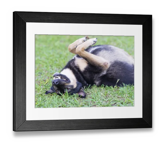 Framed Print : Dog lying on the grass