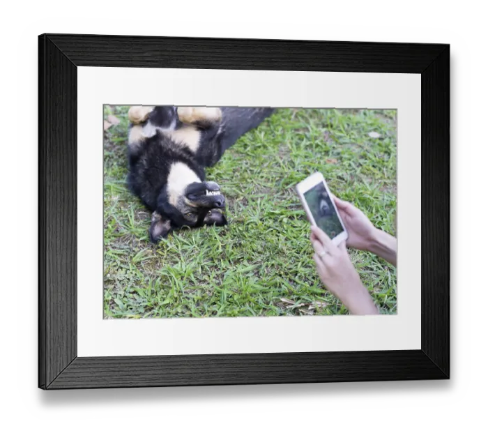Framed Print : Woman taking a shot of her dog on her mobile phone