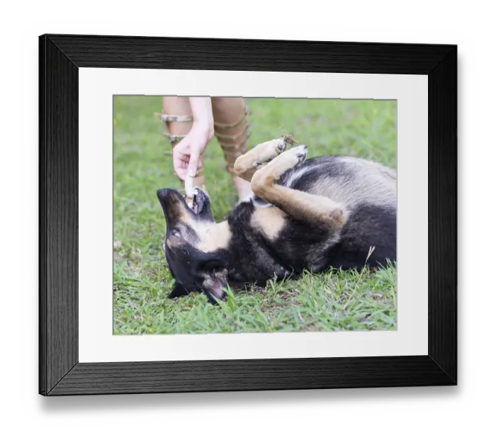 Framed Print : Feeding dog Framed Print : Feeding dog