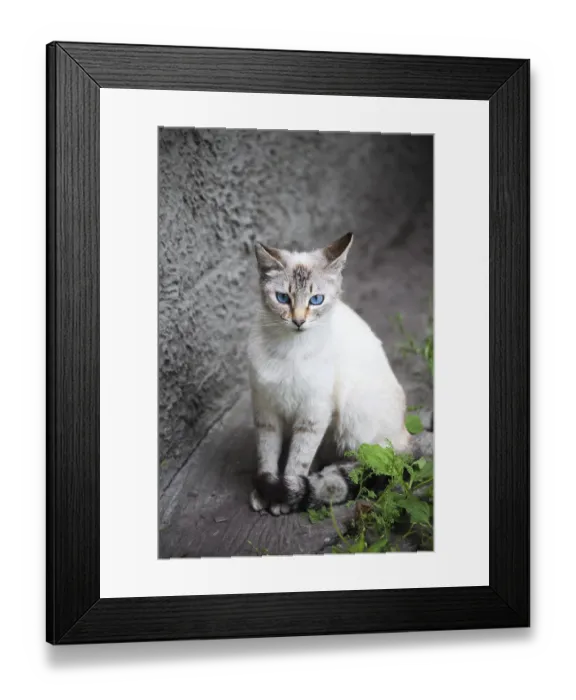 Framed Print : Cat with blue eyes Framed Print : Cat with blue eyes