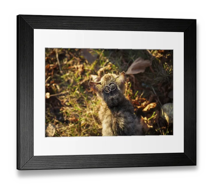 Framed Print : Cat with wedding rings. wedding Accessories, Ring