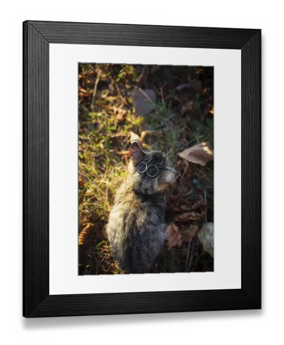 Framed Print : Cat with wedding rings. Wedding Accessories