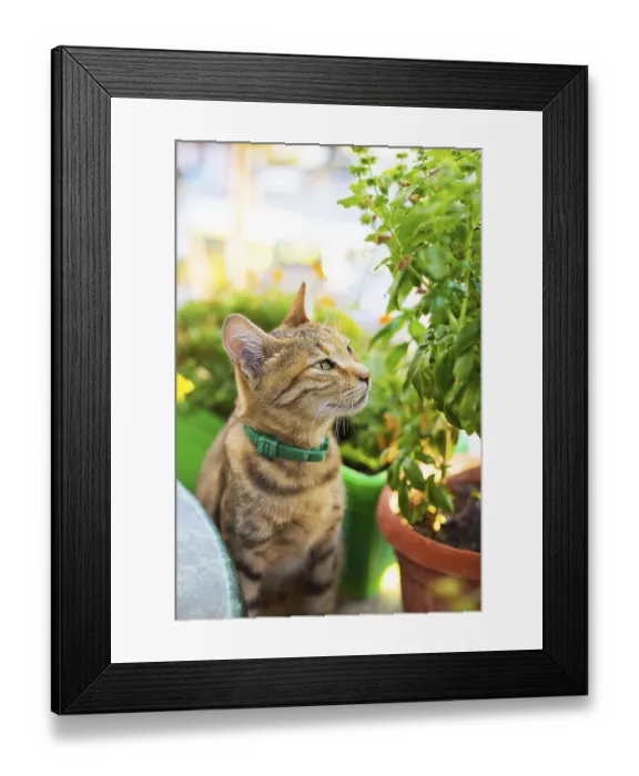 Framed Print : Cute handsome cat sitting near the visitors in a cafe Framed Print : Cute handsome cat sitting near the visitors in a cafe