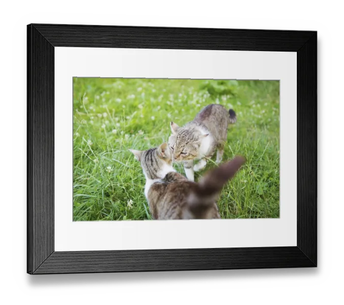Framed Print : Two cats sniff each other at a meeting Framed Print : Two cats sniff each other at a meeting