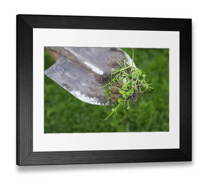 Framed Print : Shit on the grass with a natural background Framed Print : Shit on the grass with a natural background