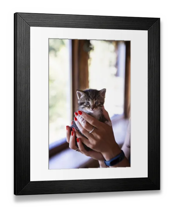 Framed Print : Young woman holding and playing with her cute kitten with a wonderful moment Framed Print : Young woman holding and playing with her cute kitten with a wonderful moment