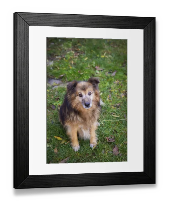Framed Print : Very beautiful red dog stands and poses. Happy dog