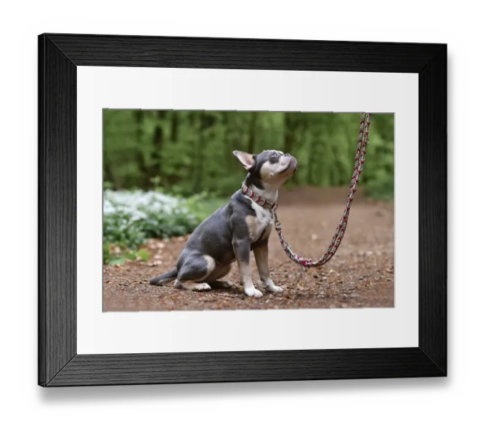 Framed Print : French Bulldog dog with long healthy nose