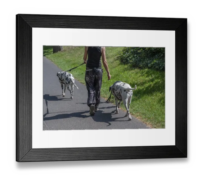 Framed Print : Walking with two Dalmatian dogs through a park Framed Print : Walking with two Dalmatian dogs through a park