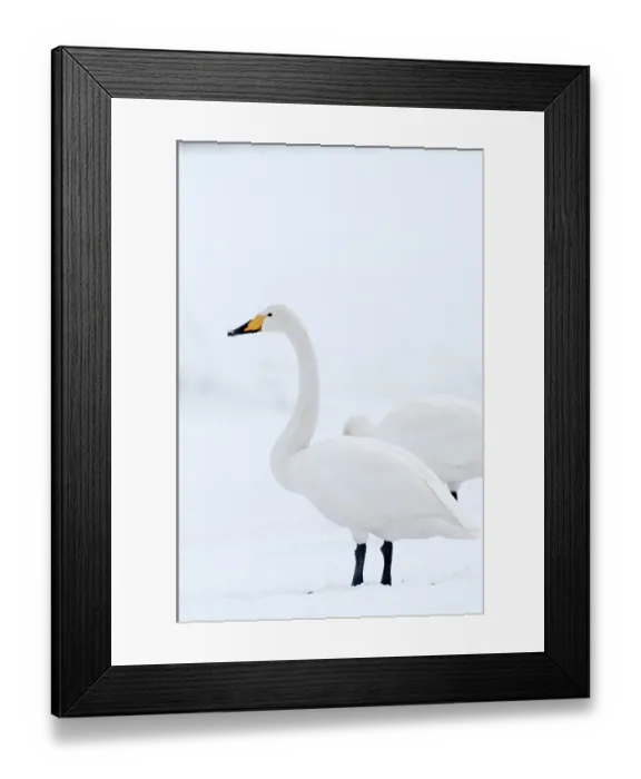 Framed Print : Whooper swan (Cygnus cygnus), Japan