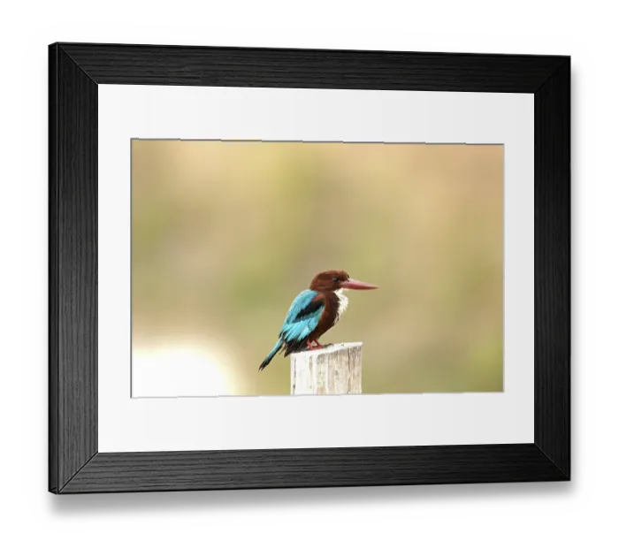 Framed Print : White-throated kingfisher (Halcyon smyrnensis)