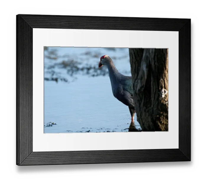 Framed Print : Purple Swamphen (Porphyrio porphyrio poliocephalus) Framed Print : Purple Swamphen (Porphyrio porphyrio poliocephalus)
