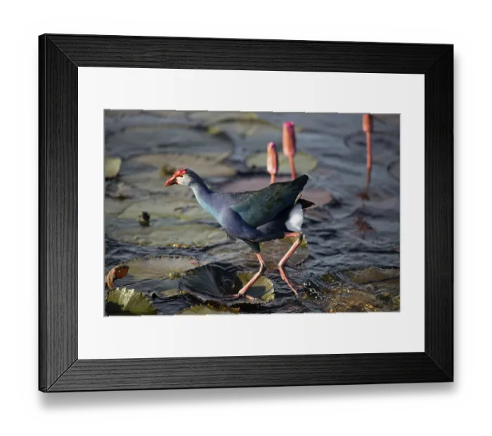 Framed Print : Purple Swamphen in pink water lilies (Porphyrio porphyrio poliocephalus) Framed Print : Purple Swamphen in pink water lilies (Porphyrio porphyrio poliocephalus)