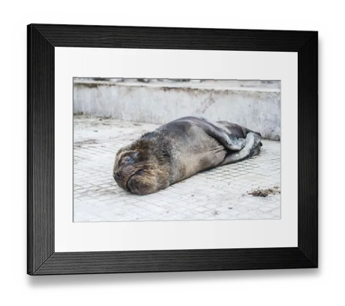 Framed Print : South American fur seal (Arctocephalus australis)