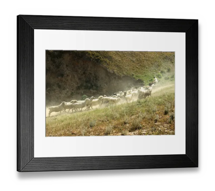 Framed Print : Numerous sheep walking in mountain area