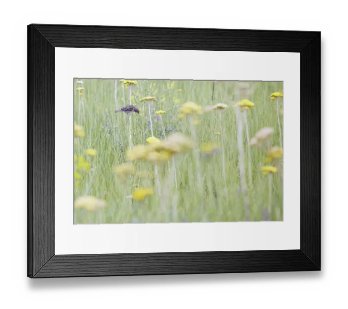 Framed Print : Small sparrow in the field sits on the flower