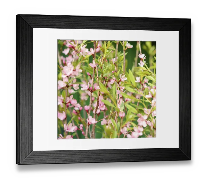 Framed Print : Sakura cherry flower blossom in spring Framed Print : Sakura cherry flower blossom in spring