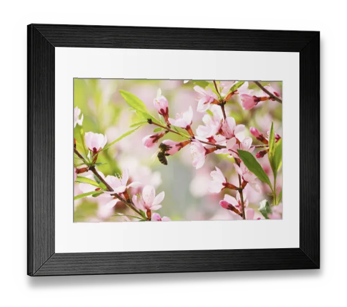 Framed Print : Sakura cherry flower blossom in spring