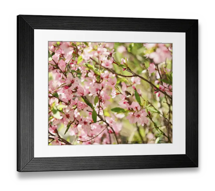 Framed Print : A bee is gathering honey Framed Print : A bee is gathering honey