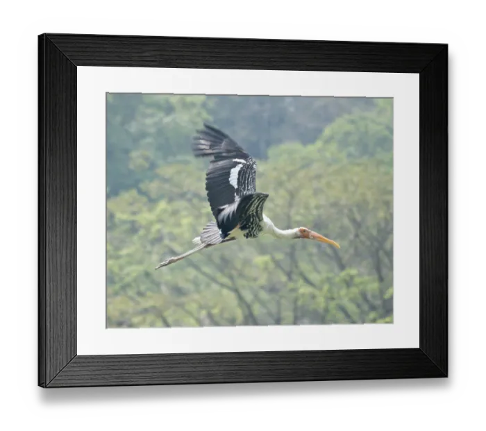 Framed Print : Flying painted stork