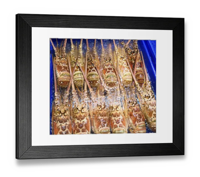 Framed Print : Pile of fresh lobsters in the market Framed Print : Pile of fresh lobsters in the market
