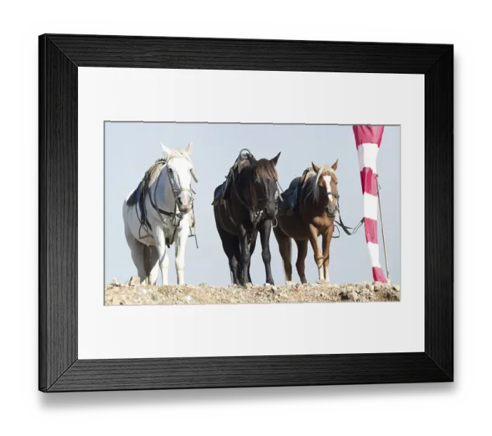 Framed Print : Three horses on mountain against fog Framed Print : Three horses on mountain against fog