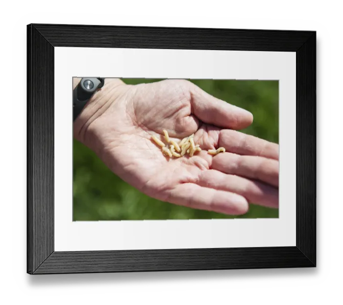 Framed Print : Live maggot larvae in a man's hand
