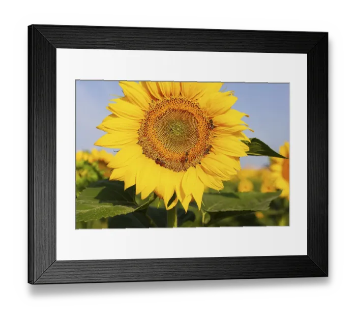 Framed Print : A beautiful field of blooming golden sunflowers against a blue sky