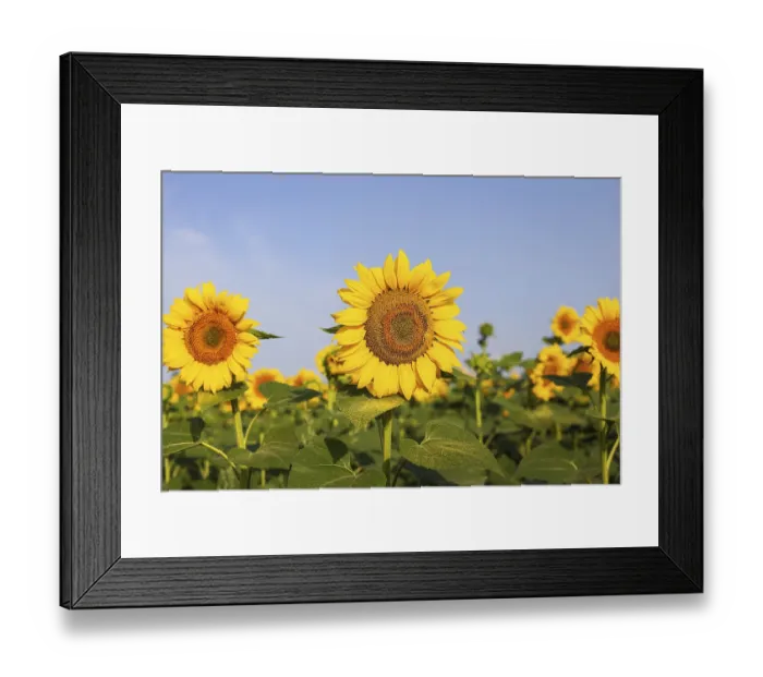 Framed Print : A beautiful field of blooming golden sunflowers against a blue sky