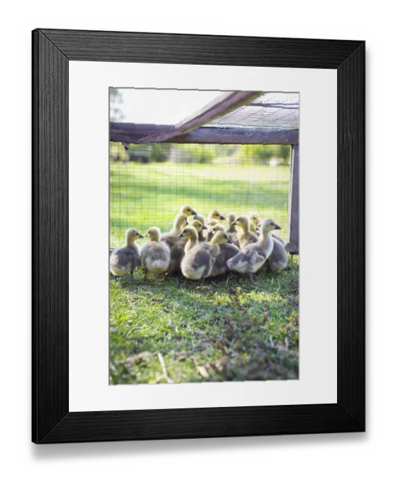 Framed Print : The little geese crowded into the cages