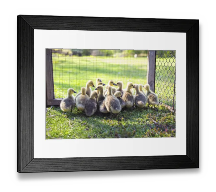 Framed Print : The little geese crowded into the cages