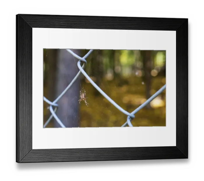 Framed Print : A large spider sits on a web in the forest