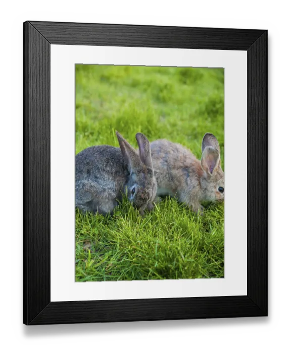 Framed Print : Two rabbits eat grass in the garden Framed Print : Two rabbits eat grass in the garden