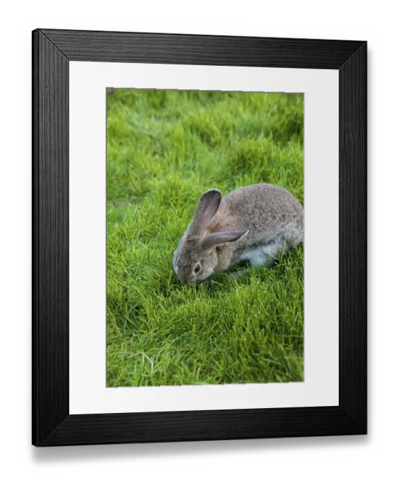 Framed Print : One rabbit eats grass in the garden Framed Print : One rabbit eats grass in the garden