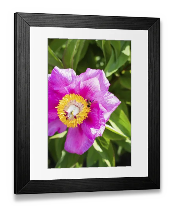 Framed Print : Beautiful pink peony flower with pollinator wasp Framed Print : Beautiful pink peony flower with pollinator wasp