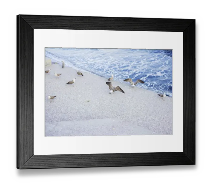 Framed Print : A young girl is feeding a flock of seagulls Framed Print : A young girl is feeding a flock of seagulls