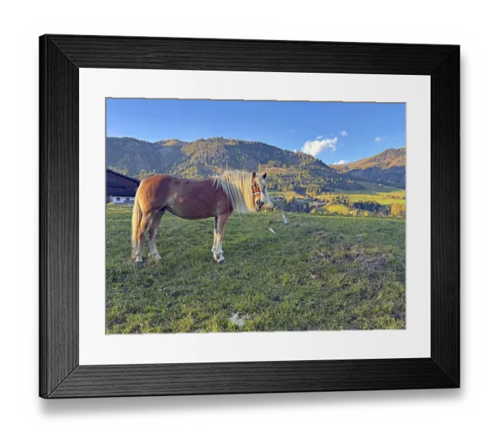 Framed Print : Brown horse standing peacefully on a pasture in front of mountain landscape Framed Print : Brown horse standing peacefully on a pasture in front of mountain landscape