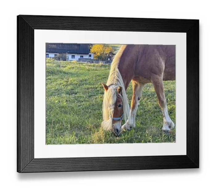 Framed Print : Horse eating grass in a pasture