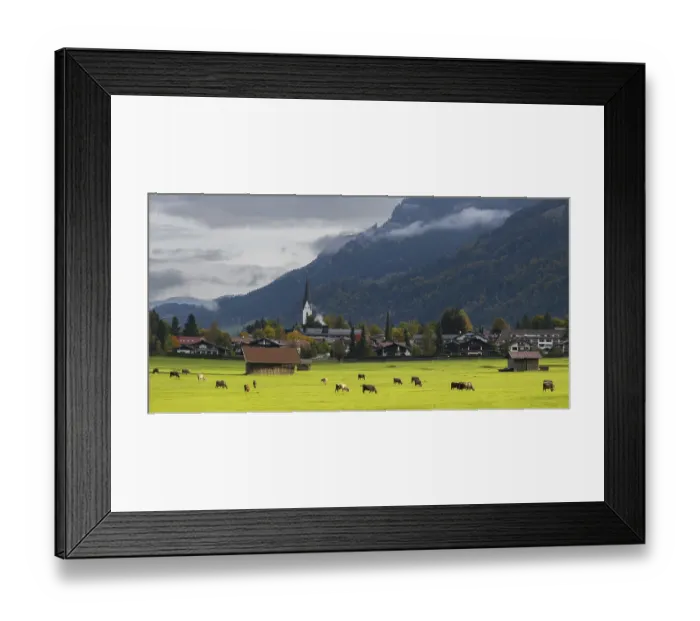 Framed Print : Cows, Allgau brown cattle Framed Print : Cows, Allgau brown cattle
