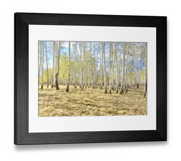 Framed Print : Spring birch forest, young foliage Framed Print : Spring birch forest, young foliage