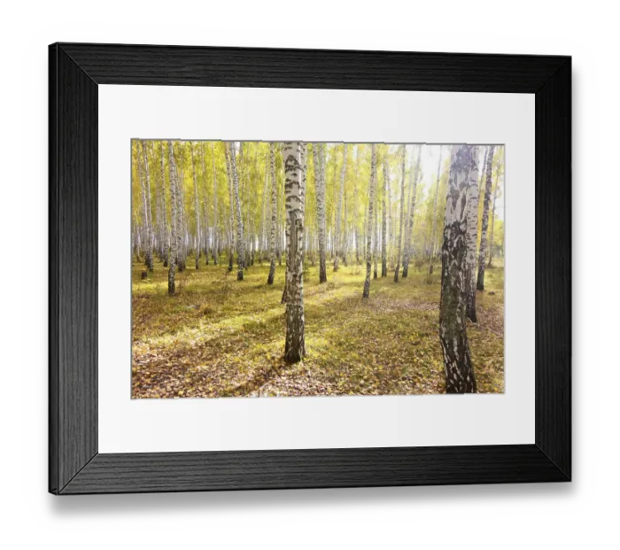 Framed Print : Autumn birch forest Framed Print : Autumn birch forest