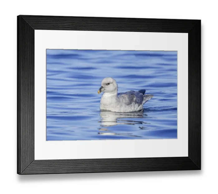 Framed Print : Northern fulmar (Fulmarus glacialis) light Framed Print : Northern fulmar (Fulmarus glacialis) light