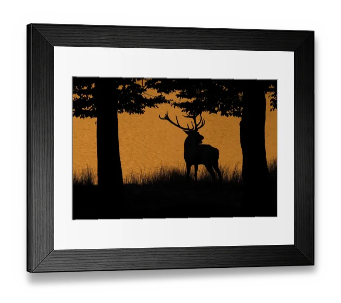 Framed Print : Silhouette of rutting red deer (Cervus elaphus)