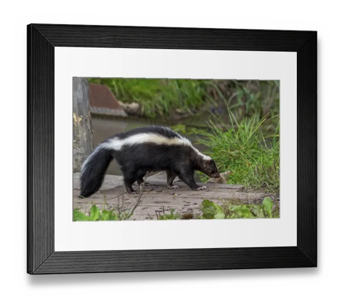 Framed Print : Striped skunk (Mephitis mephitis) walking over wooden footbridge Framed Print : Striped skunk (Mephitis mephitis) walking over wooden footbridge