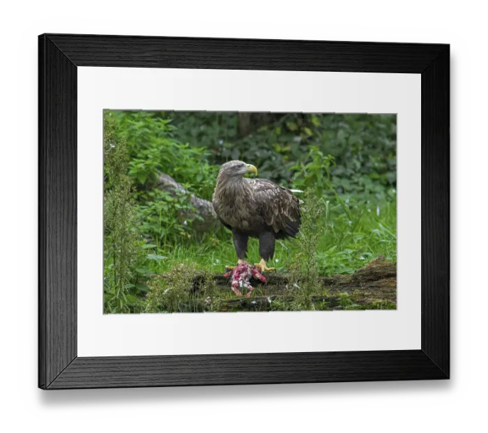 Framed Print : White-tailed eagle, Eurasian sea eagle