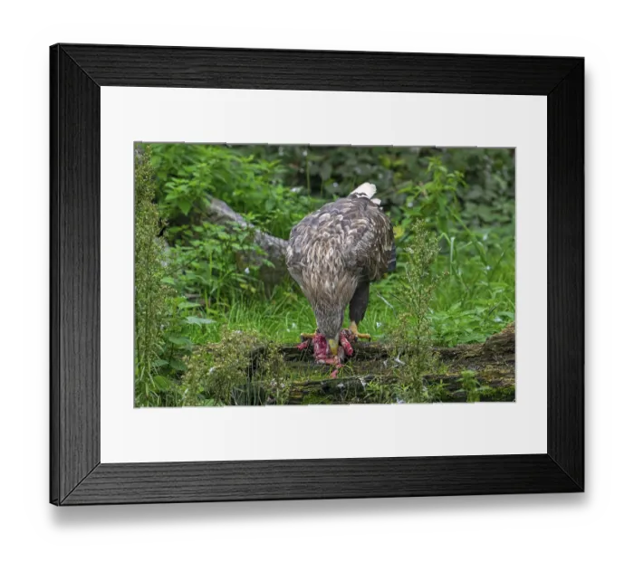 Framed Print : White-tailed eagle, Eurasian sea eagle