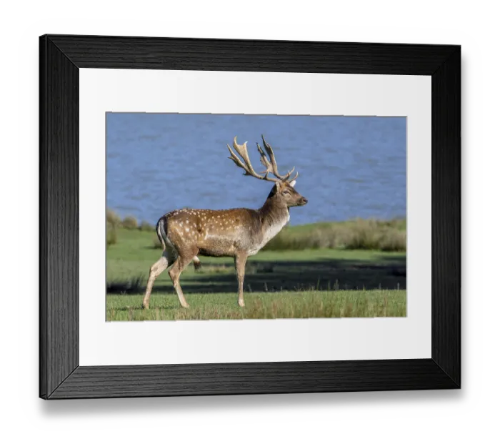 Framed Print : European fallow deer (Dama dama) buck