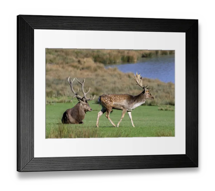 Framed Print : European fallow deer (Dama dama) buck