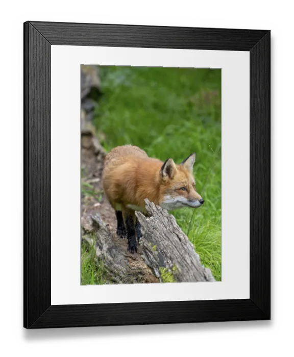 Framed Print : Red fox (Vulpes vulpes) hunting in grassland
